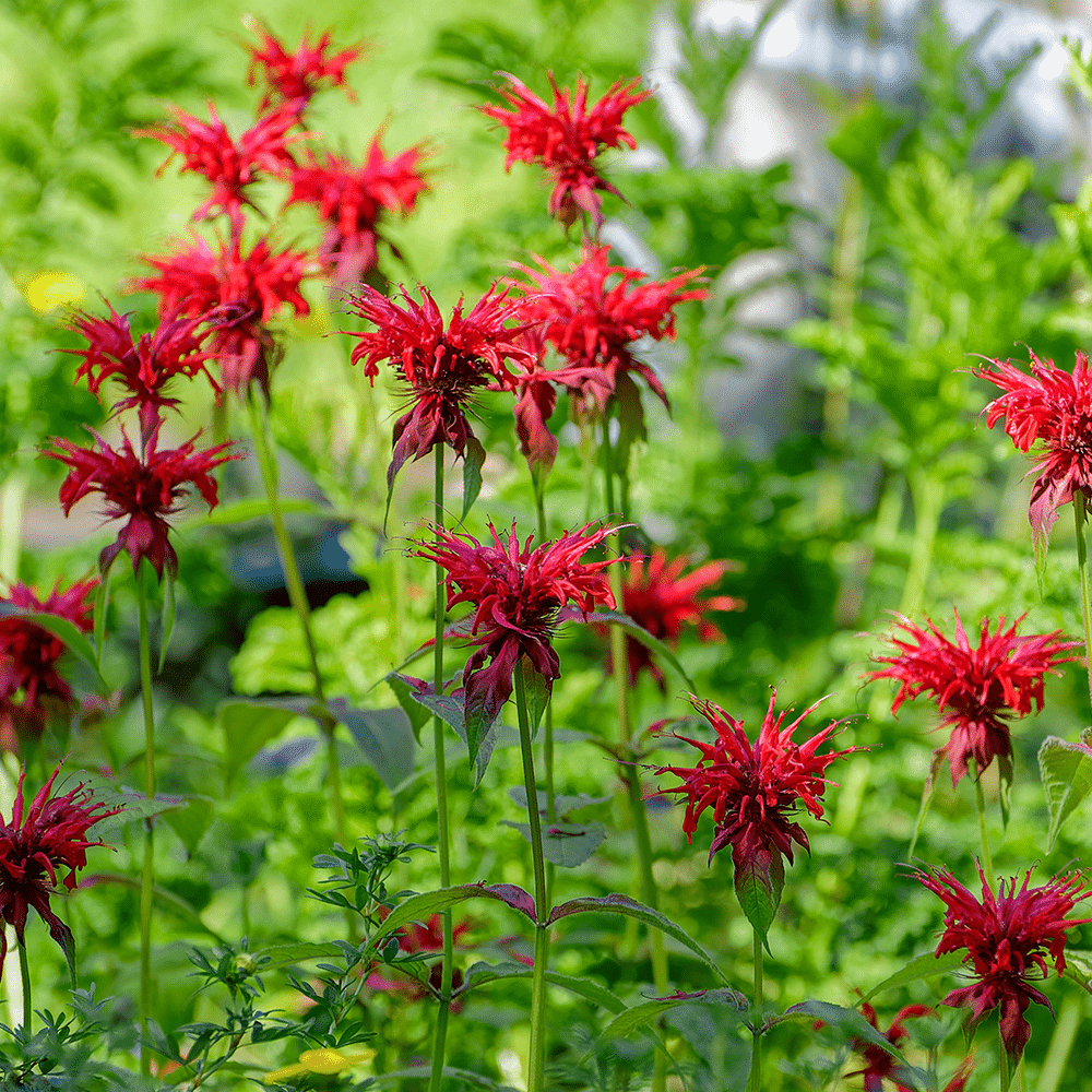 Bergamot - Monarda Didyma Red Shades