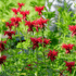 Bergamot - Monarda Didyma Red Shades
