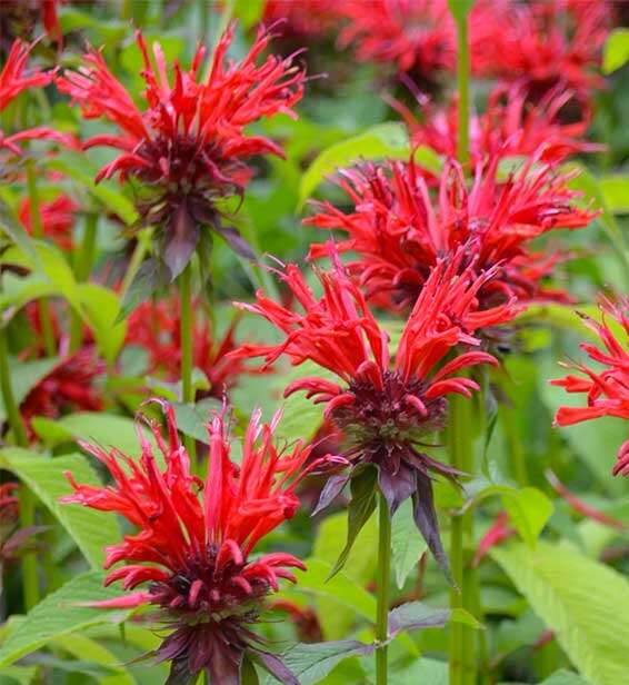 Bergamot - Monarda Didyma Red Shades