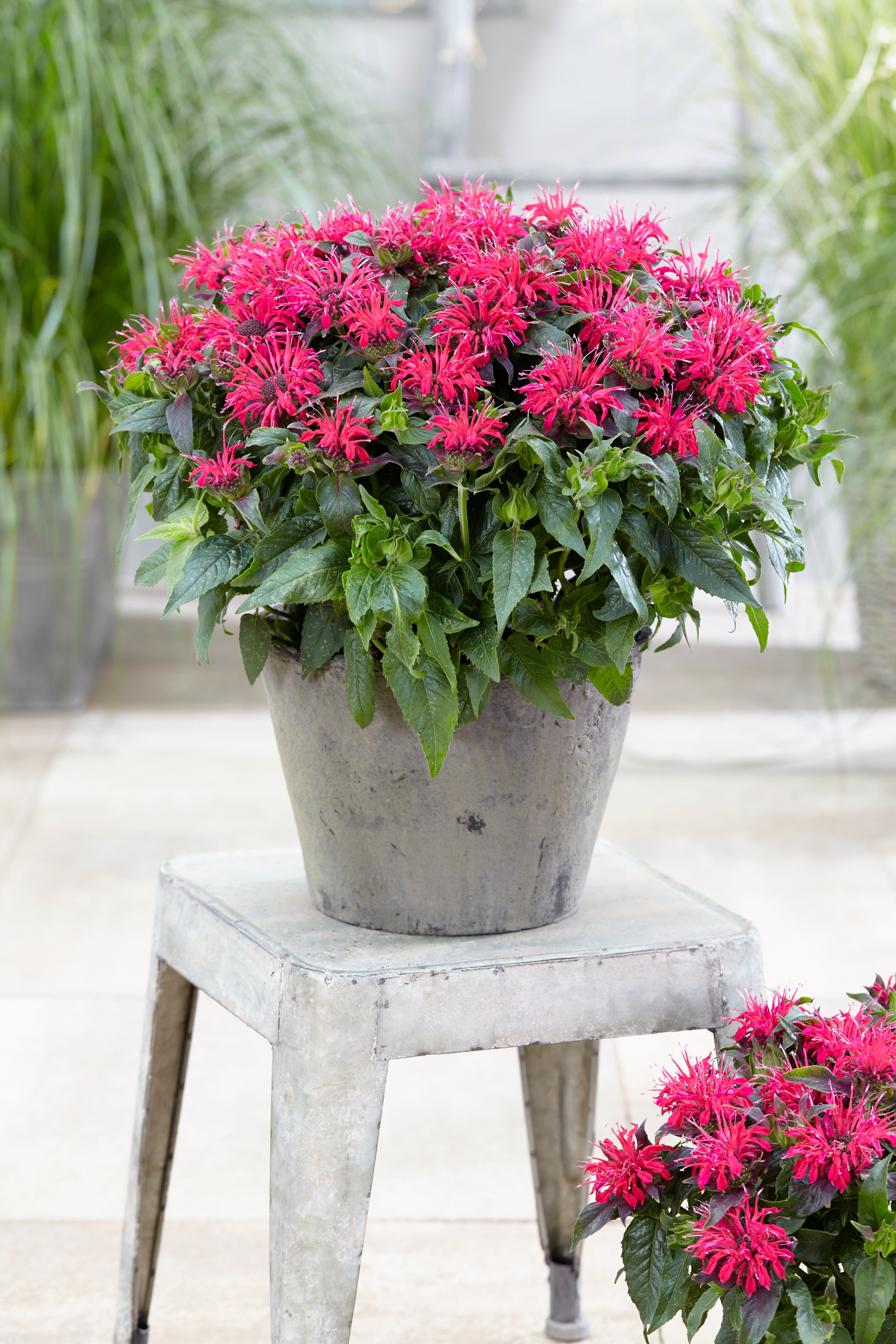 Bergamotă - Monarda didyma ‘Balmy Rose’