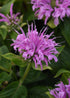 Bergamot mov- Monarda didyma Bee-Mine™ Lavender