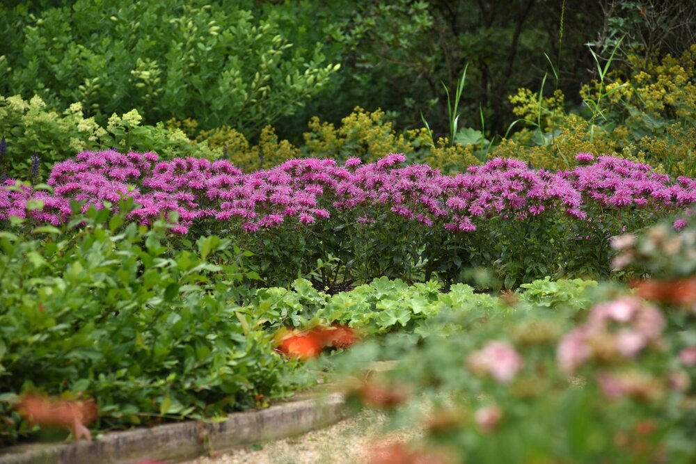 Bergamot mov- Monarda didyma Bee-Mine™ Lavender
