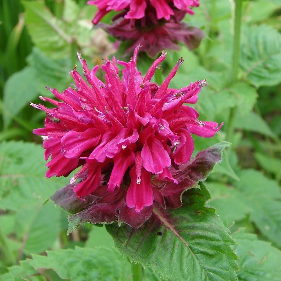 Bergamotă - Monarda didyma ‘Balmy Rose’