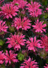 Bergamotă - Monarda didyma ‘Balmy Rose’