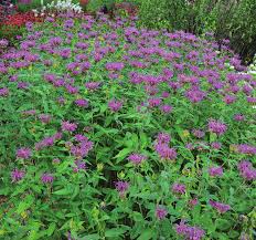 Bergamot mov- Monarda didyma Bee-Mine™ Lavender