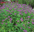 Bergamot mov- Monarda didyma Bee-Mine™ Lavender