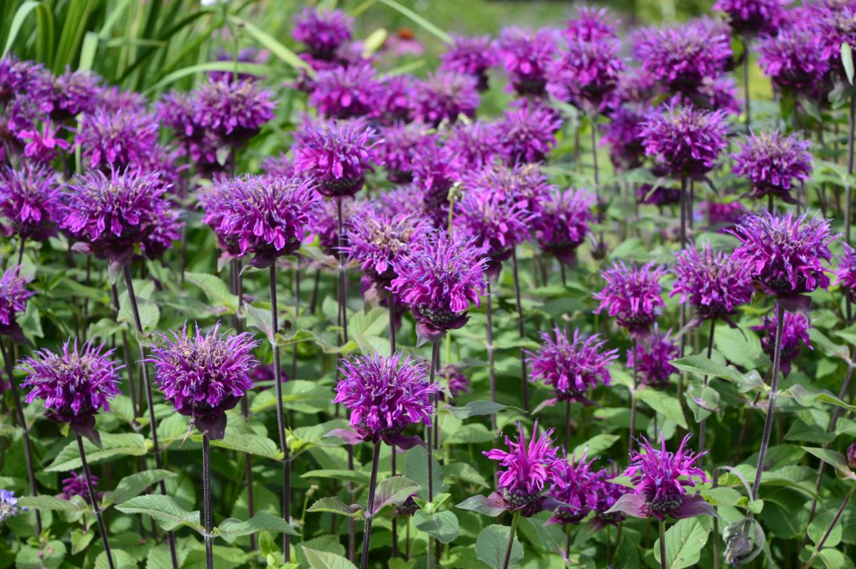 Bergamot mov- Monarda didyma Bee-Mine™ Lavender