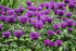 Bergamot mov- Monarda didyma Bee-Mine™ Lavender