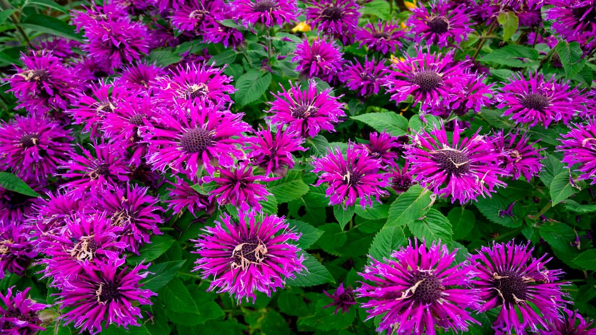 Bergamotă - Monarda didyma ‘Balmy Purple Red’