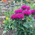 Bergamotă - Monarda didyma ‘Balmy Purple Red’