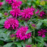 Bergamotă - Monarda didyma ‘Balmy Purple Red’