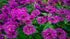 Bergamotă - Monarda didyma ‘Balmy Purple Red’
