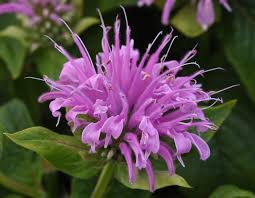 Bergamot mov- Monarda didyma Bee-Mine™ Lavender