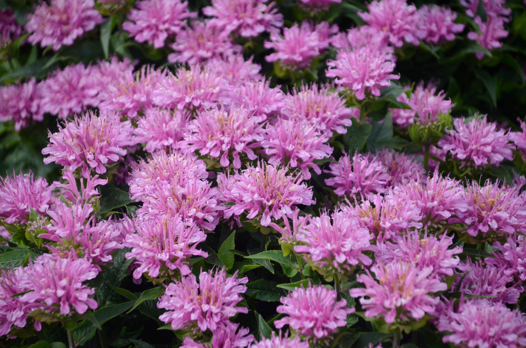 Bergamot mov- Monarda didyma Bee-Mine™ Lavender