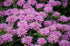 Bergamot mov- Monarda didyma Bee-Mine™ Lavender