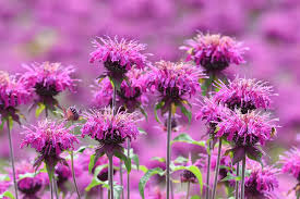 Bergamot mov- Monarda didyma Bee-Mine™ Lavender