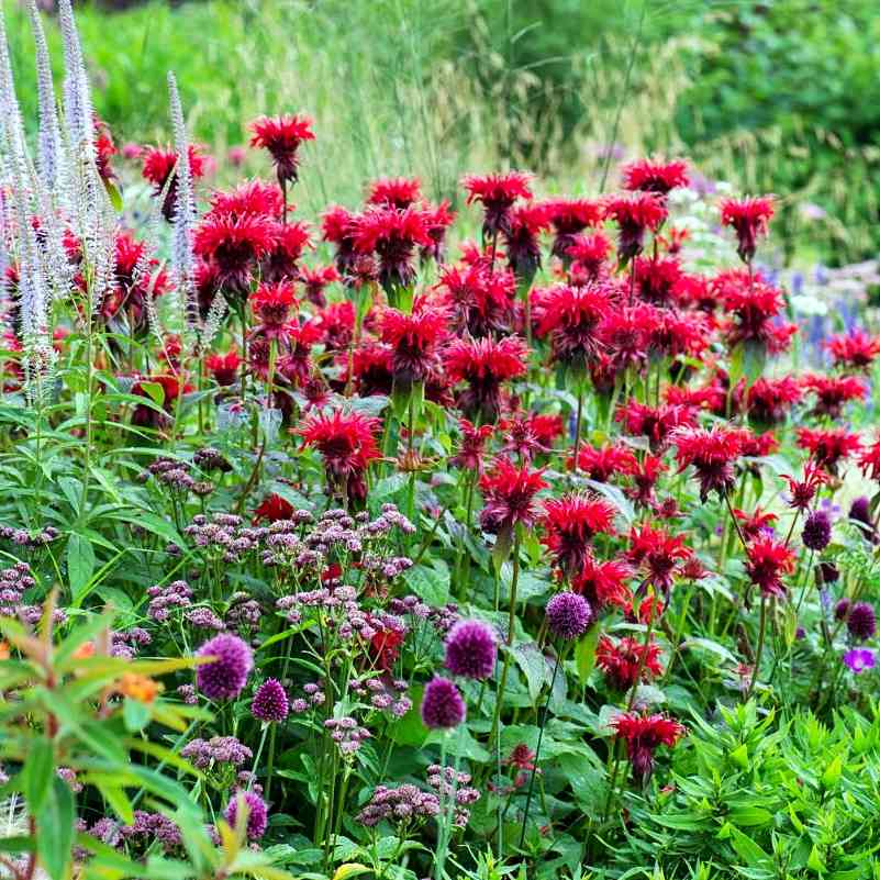 Bergamot - Monarda didyma Red Shades