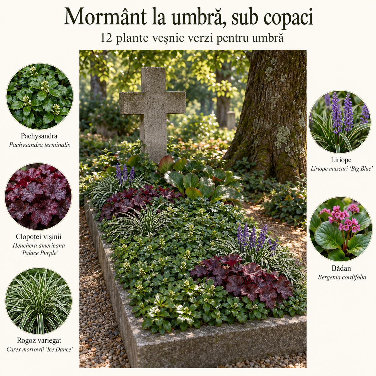 Mormânt la umbră, sub copaci – 14 plante veșnic verzi pentru umbră
