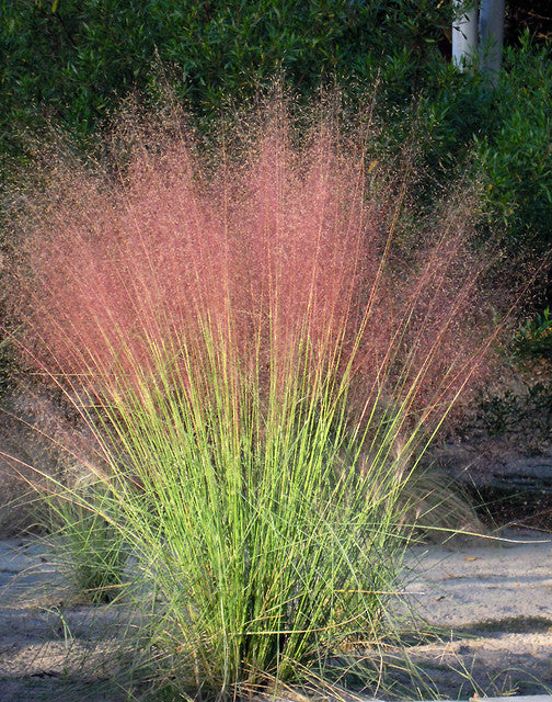 Iarba muhly pink - Muhlenbergia capillaris