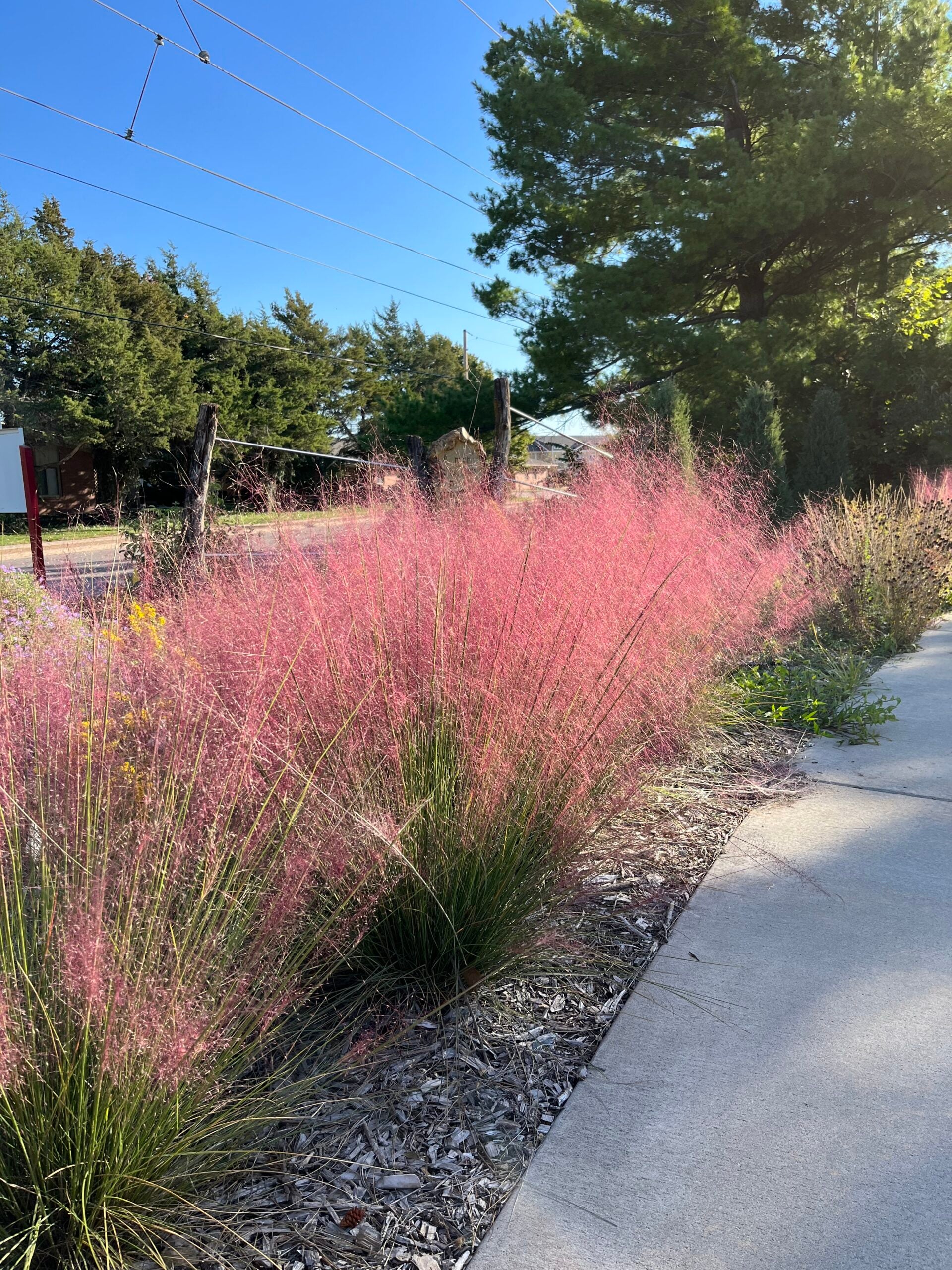 Iarba muhly - Muhlenbergia capillaris Undaunted