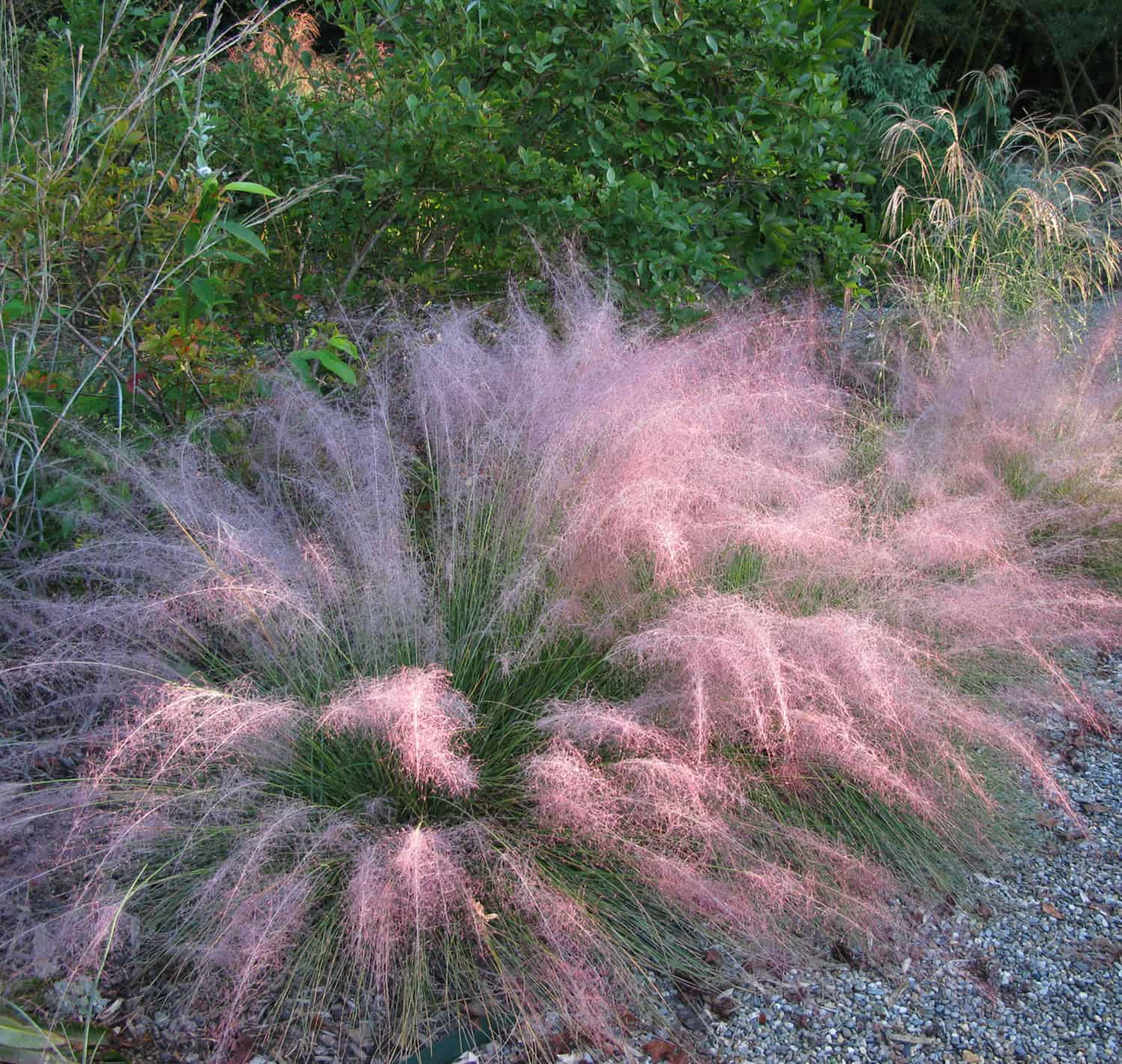 Iarba muhly - Muhlenbergia capillaris Undaunted
