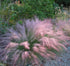Iarba muhly - Muhlenbergia capillaris Undaunted