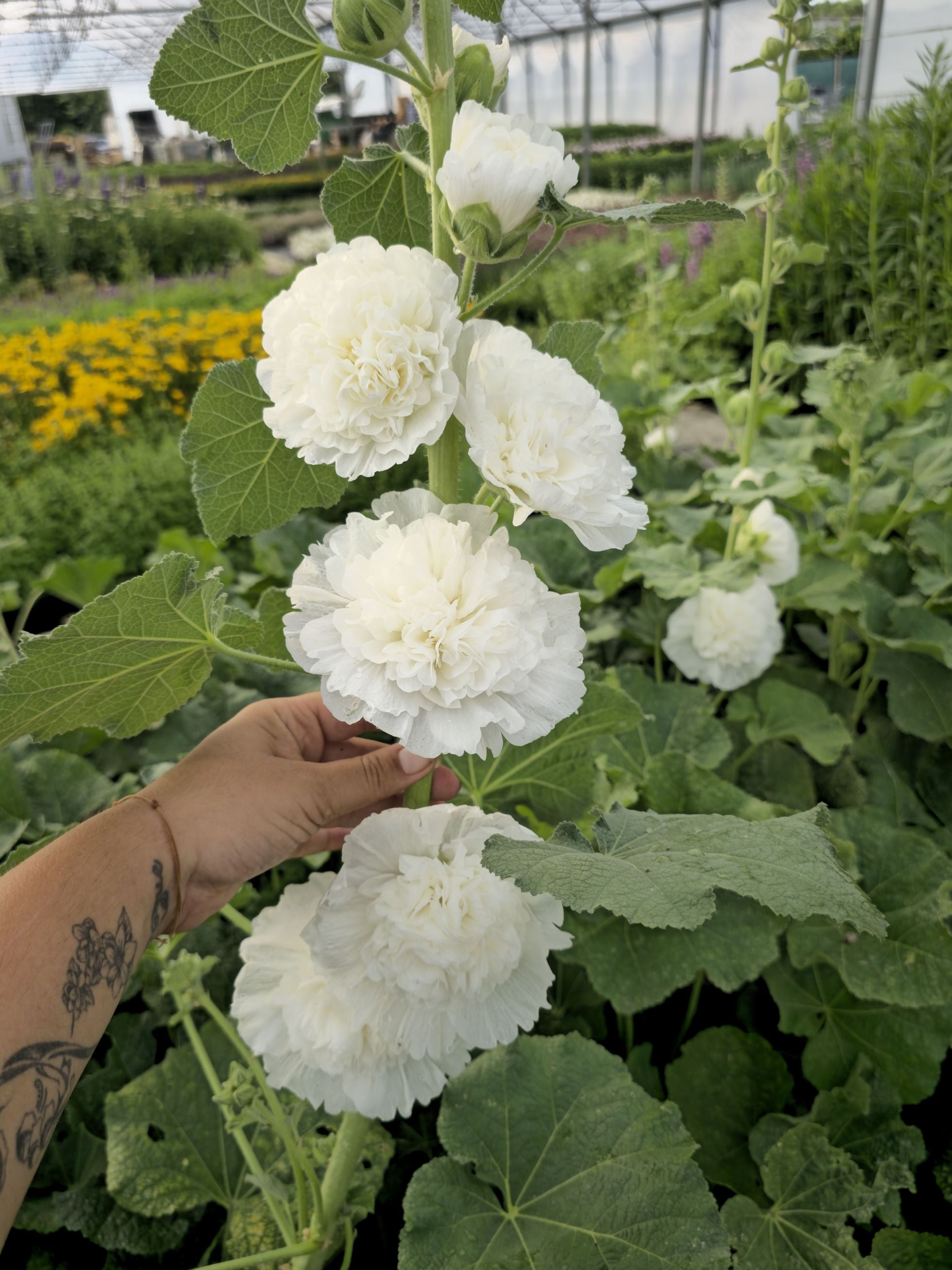 Nalba de grădină cu flori duble - Alcea rosea Chaters Double White