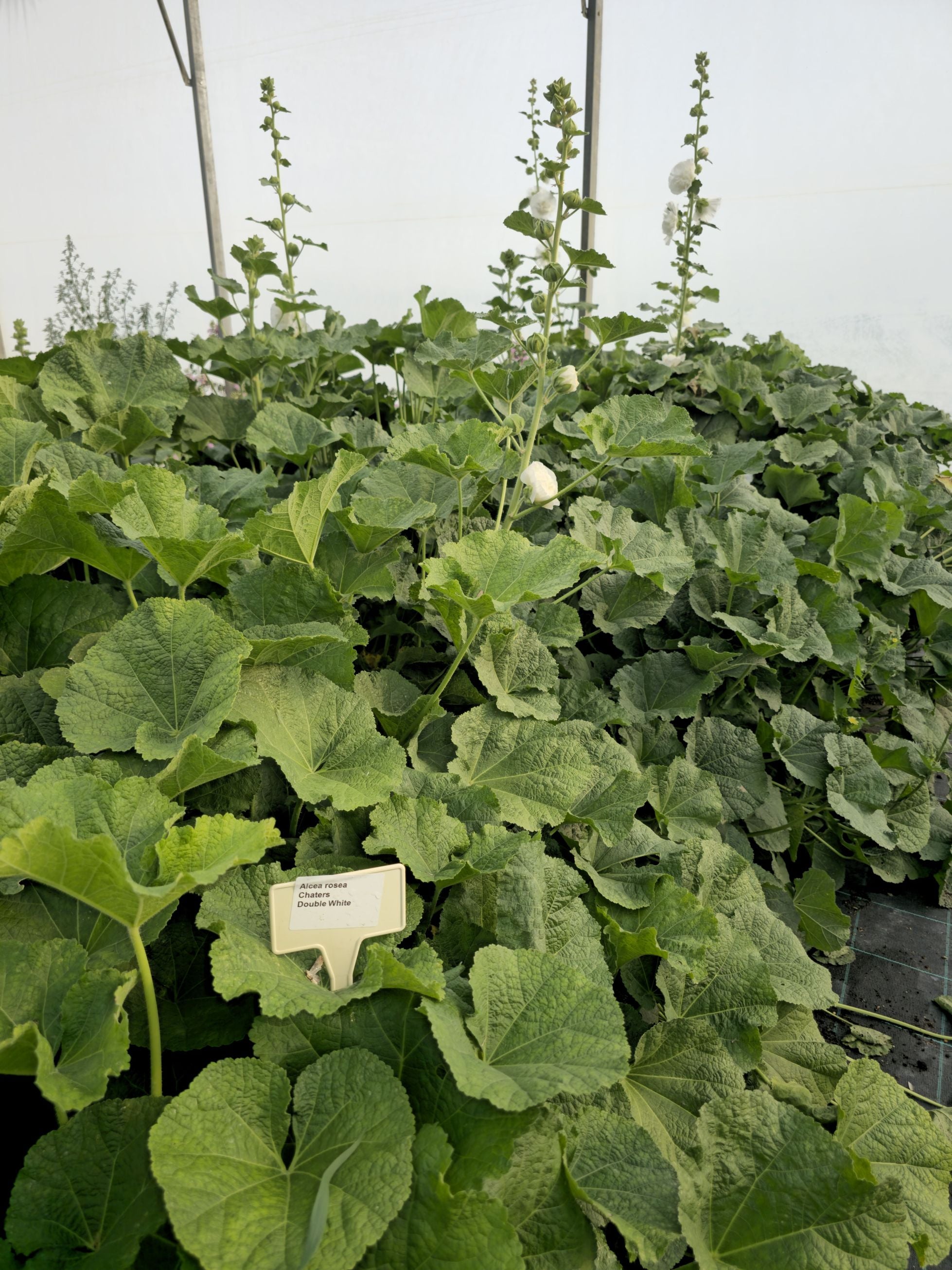 Nalba de grădină cu flori duble - Alcea rosea Chaters Double White