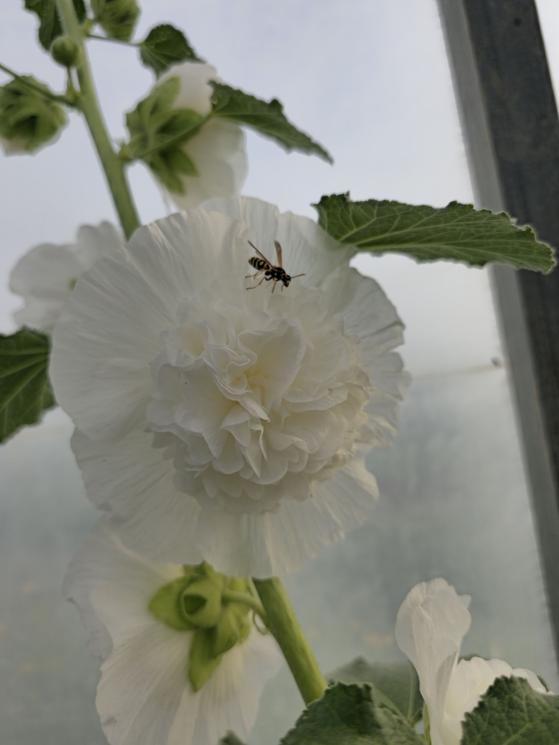 Nalba de grădină cu flori duble - Alcea rosea Chaters Double White