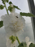 Nalba de grădină cu flori duble - Alcea rosea Chaters Double White