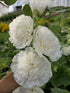 Nalba de grădină cu flori duble - Alcea rosea Chaters Double White