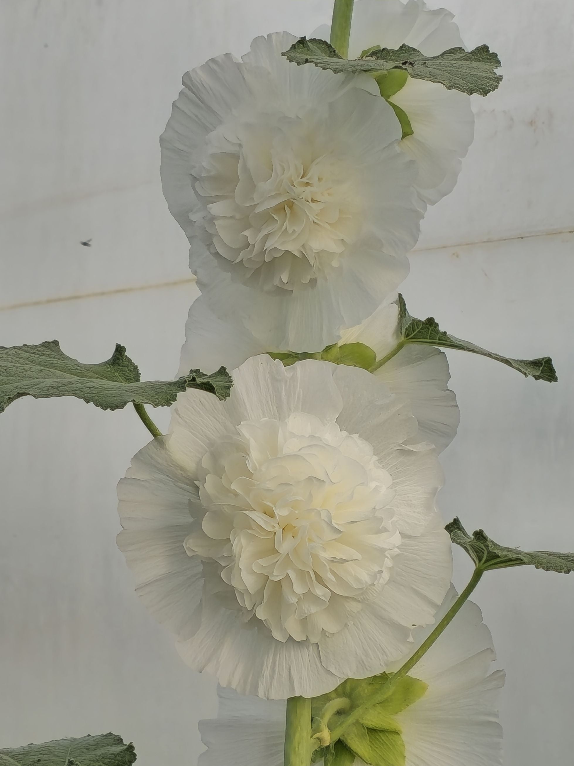 Nalba de grădină cu flori duble - Alcea rosea Chaters Double White