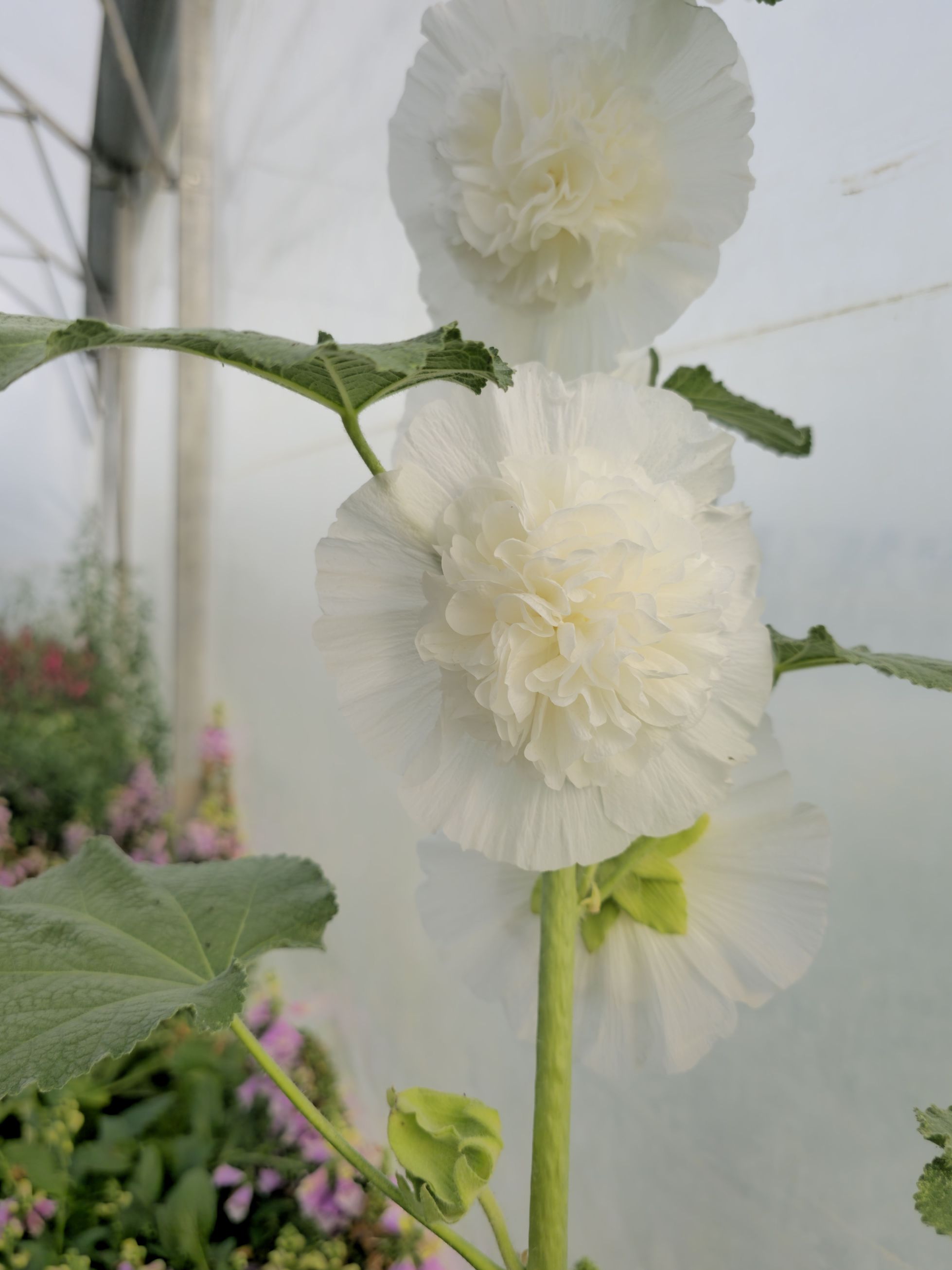Nalba de grădină cu flori duble - Alcea rosea Chaters Double White