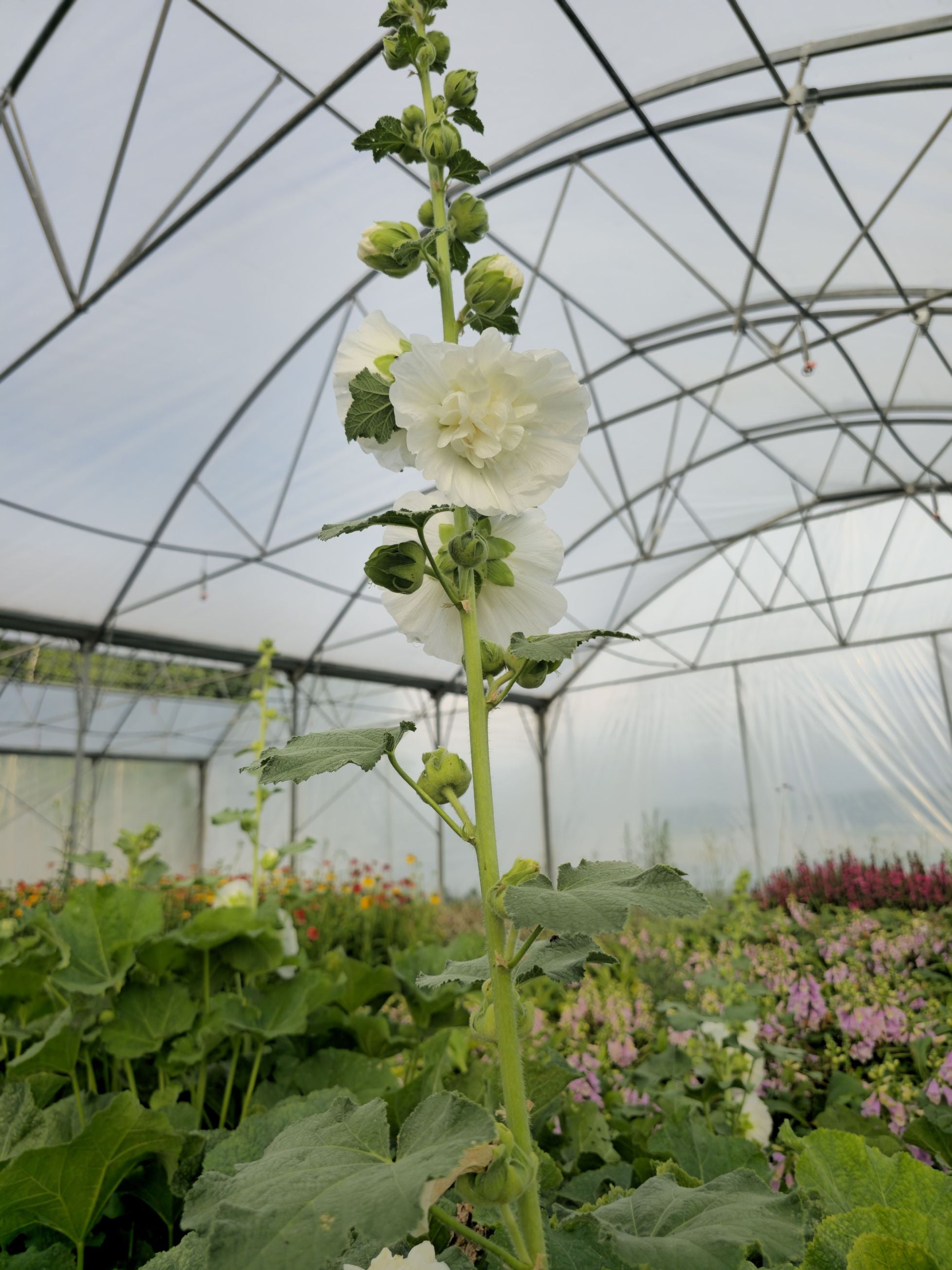 Nalba de grădină cu flori duble - Alcea rosea Chaters Double White