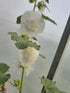 Nalba de grădină cu flori duble - Alcea rosea Chaters Double White