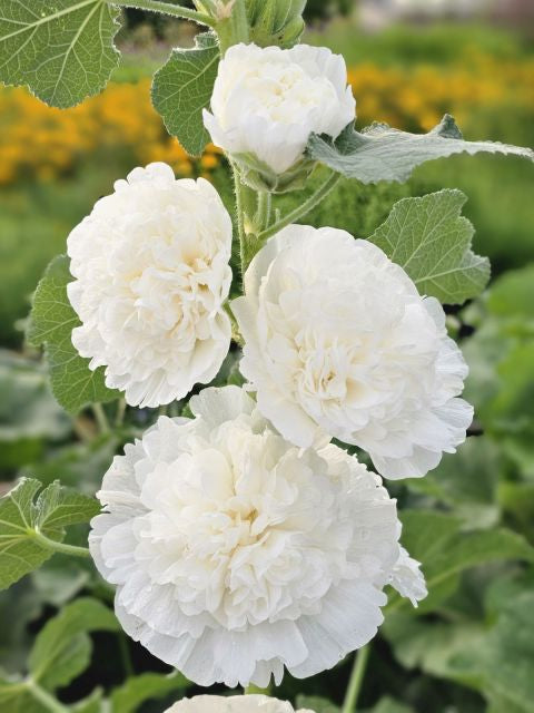 Nalba de grădină cu flori duble - Alcea rosea Chaters Double White