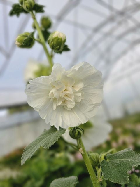 Nalba de grădină cu flori duble - Alcea rosea Chaters Double White