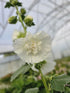Nalba de grădină cu flori duble - Alcea rosea Chaters Double White