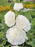 Nalba de grădină cu flori duble - Alcea rosea Chaters Double White