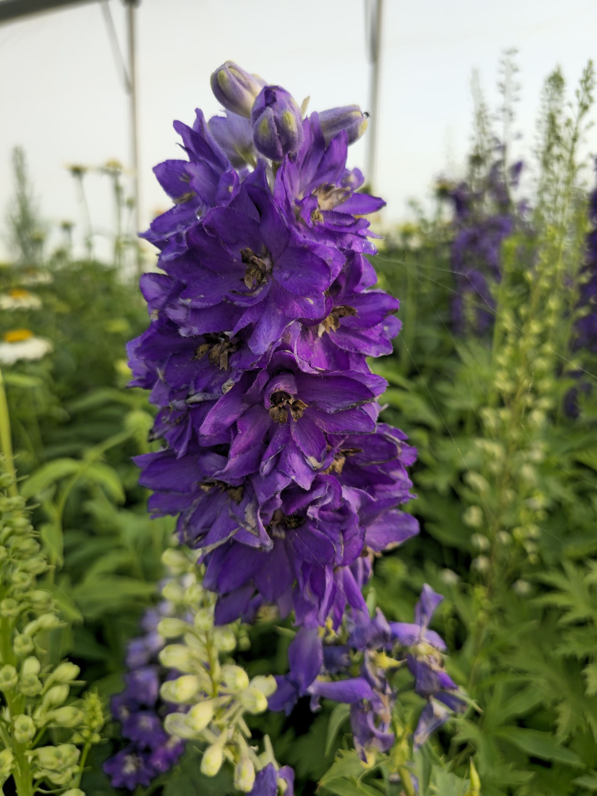 Nemțișor peren - Delphinium cultorum Magic Fountain Dark Blue Black Bee