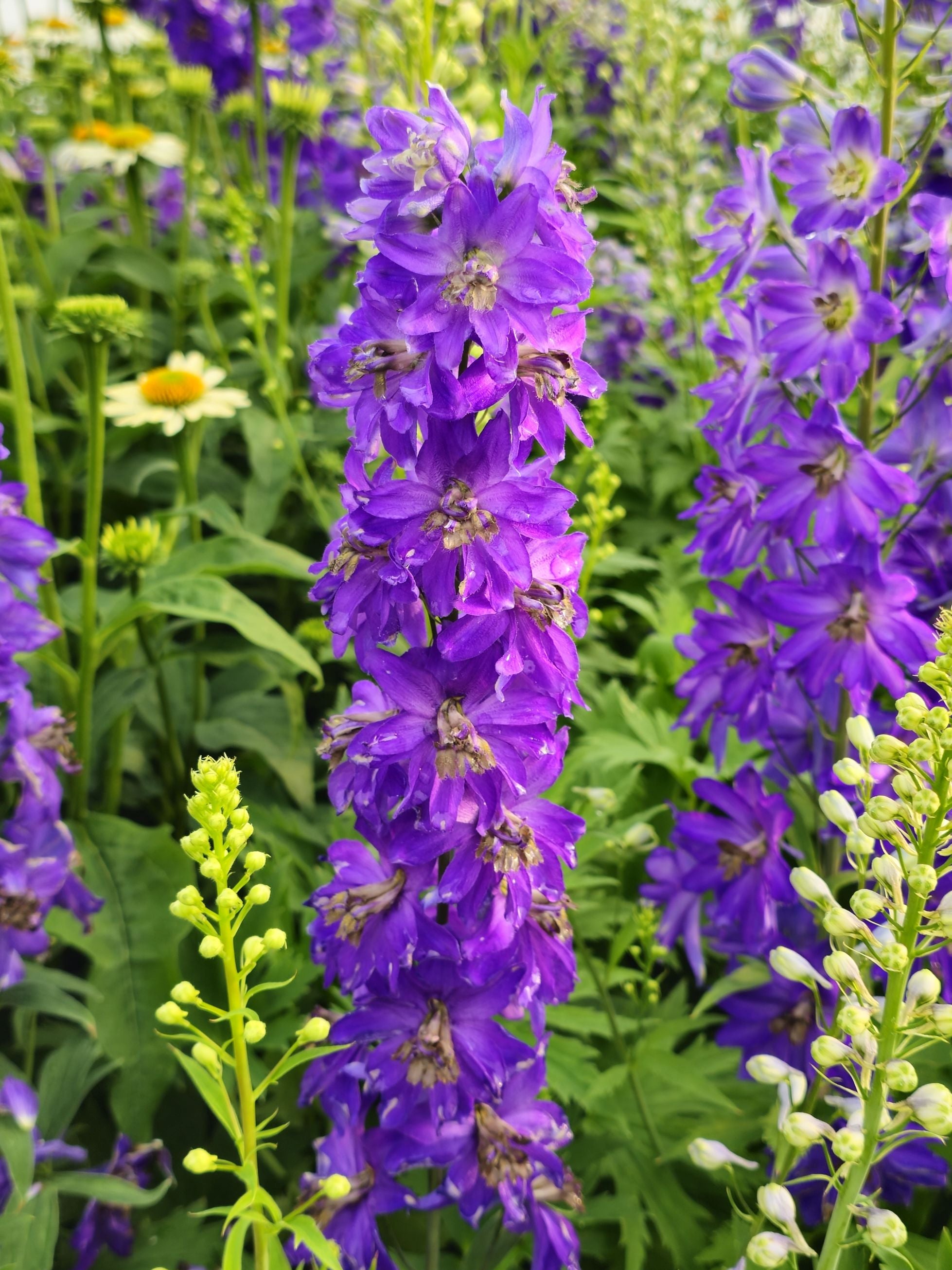 Nemțișor peren - Delphinium cultorum Magic Fountain Dark Blue Black Bee