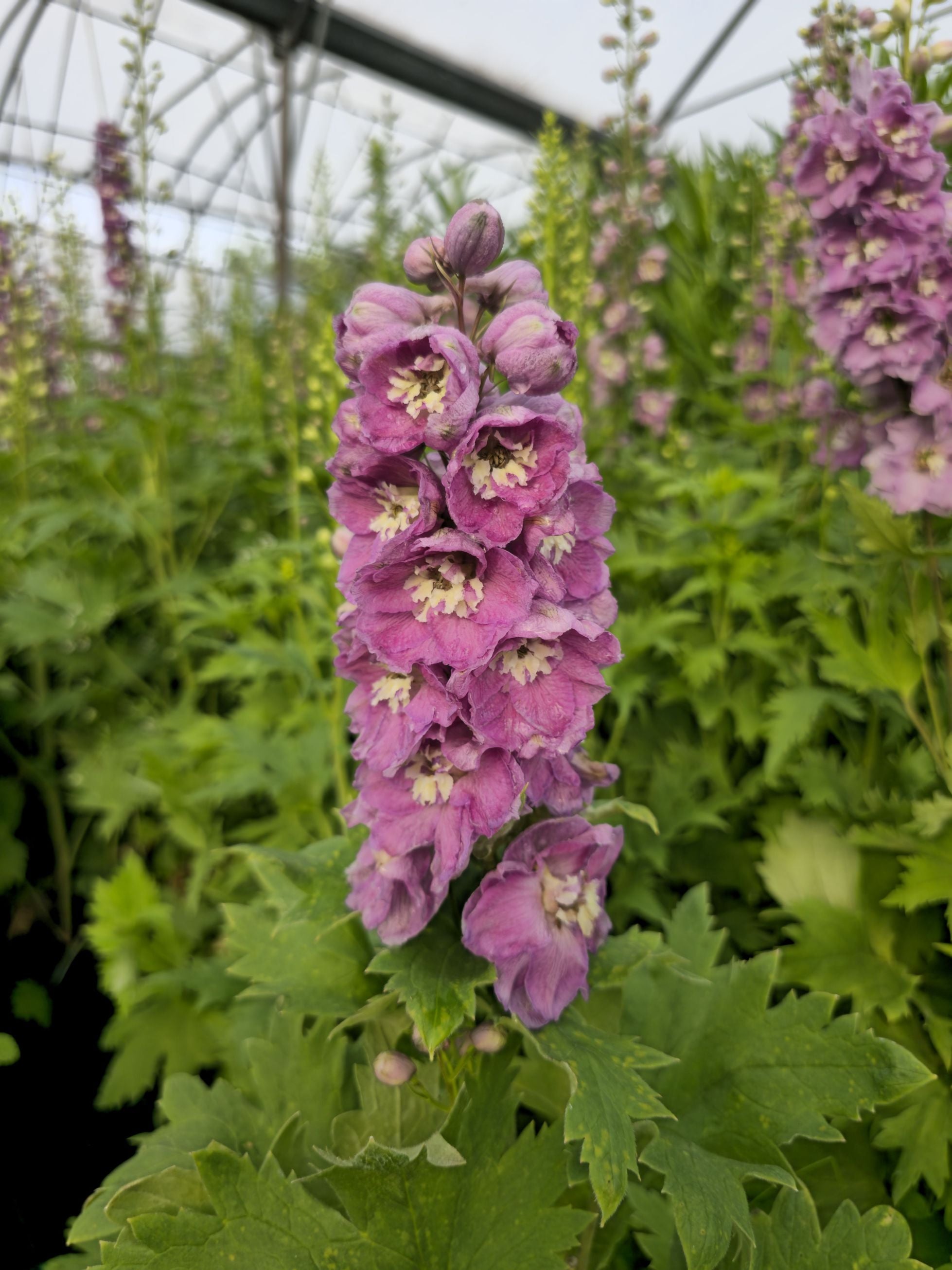 Nemțișor peren - Delphinium cultorum Magic Fountain Deep Rose White Bee