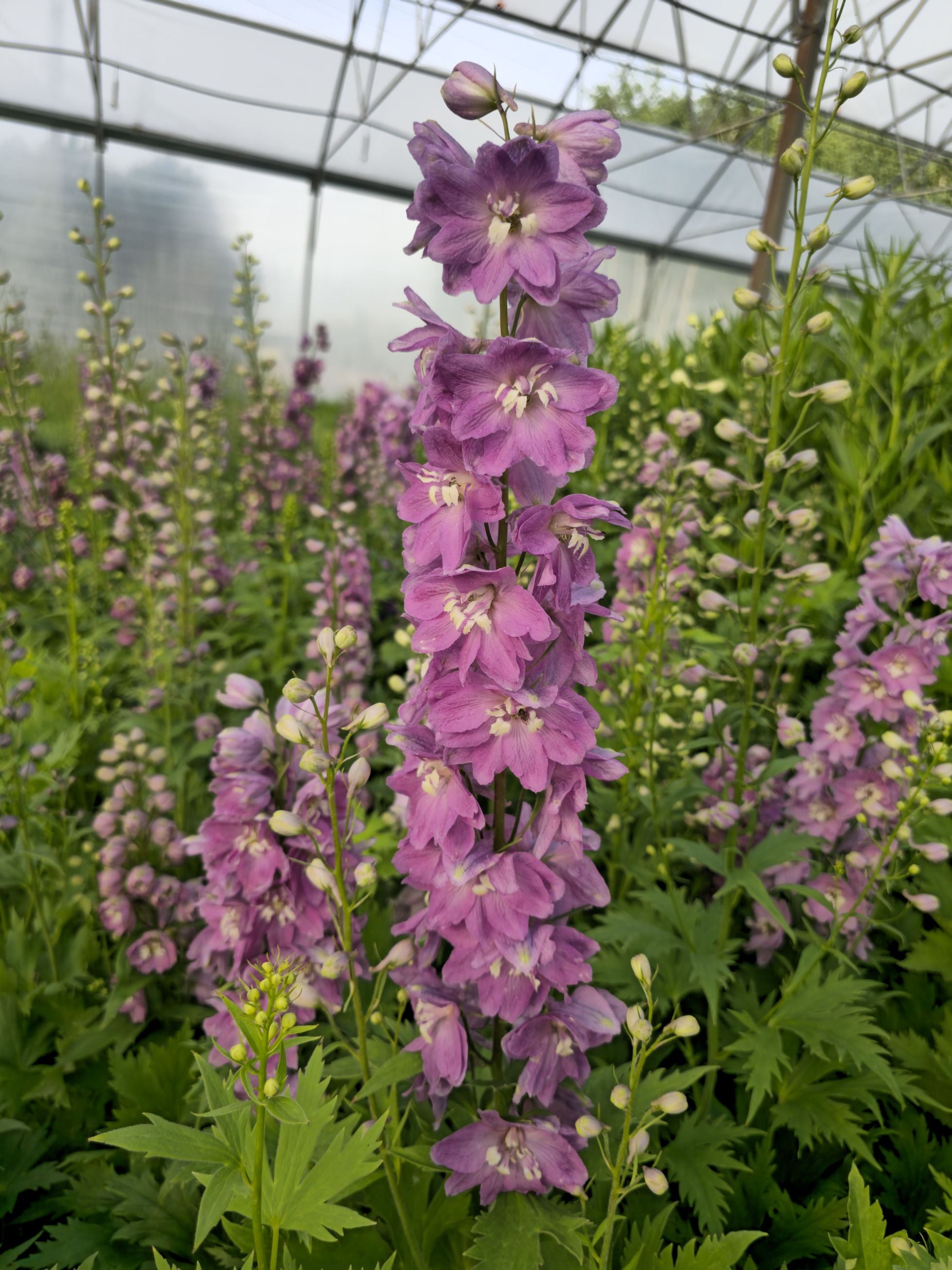 Nemțișor peren - Delphinium cultorum Magic Fountain Deep Rose White Bee