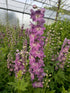 Nemțișor peren - Delphinium cultorum Magic Fountain Deep Rose White Bee