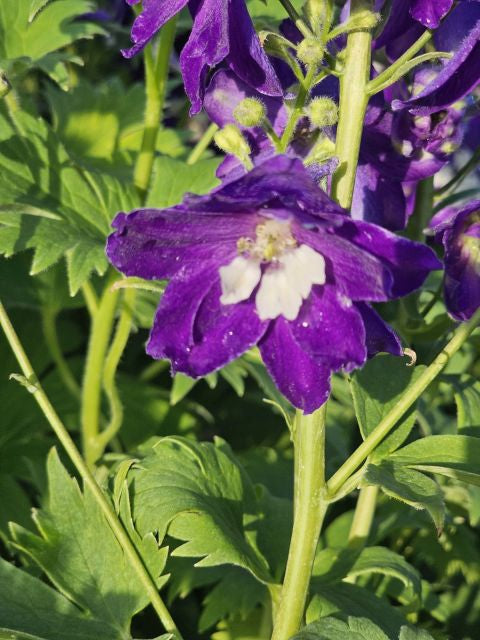 Nemțișor peren - Delphinium cultorum Magic Fountain Dark Blue White Bee