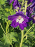 Nemțișor peren - Delphinium cultorum Magic Fountain Dark Blue White Bee