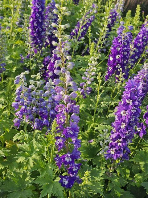 Nemțișor peren - Delphinium cultorum Magic Fountain Dark Blue White Bee