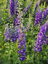 Nemțișor peren - Delphinium cultorum Magic Fountain Dark Blue White Bee