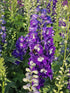 Nemțișor peren - Delphinium cultorum Magic Fountain Dark Blue White Bee
