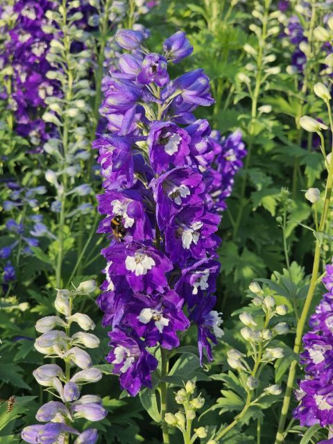 Nemțișor peren - Delphinium cultorum Magic Fountain Dark Blue White Bee